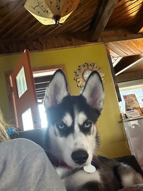 image1.jpeg