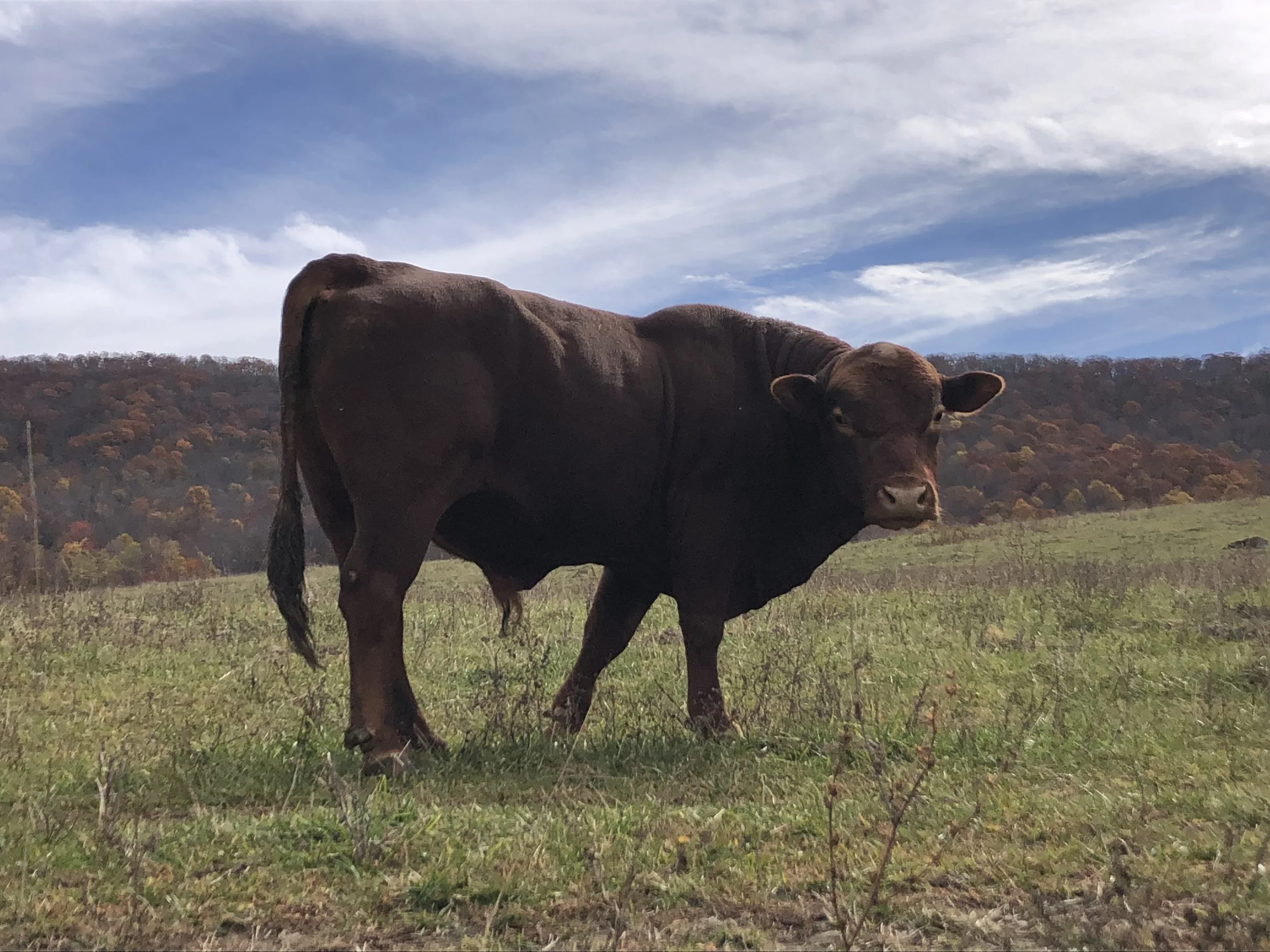 Virginia SouthPoll Cattle Lone Oak Family Farm