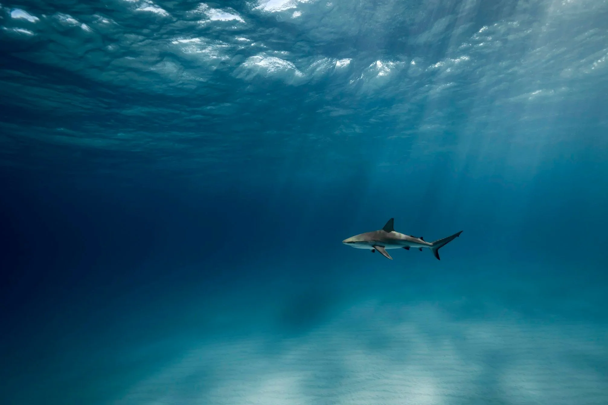 climate newsletter, climate substack