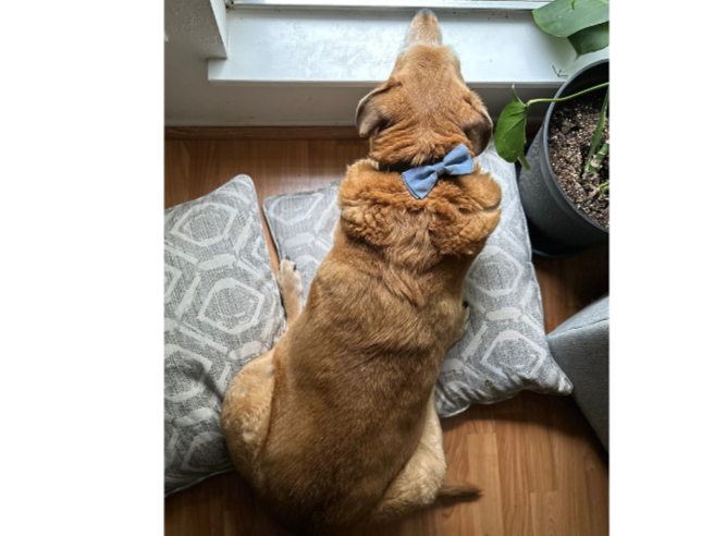 A+dog+in+his+bow+tie.png