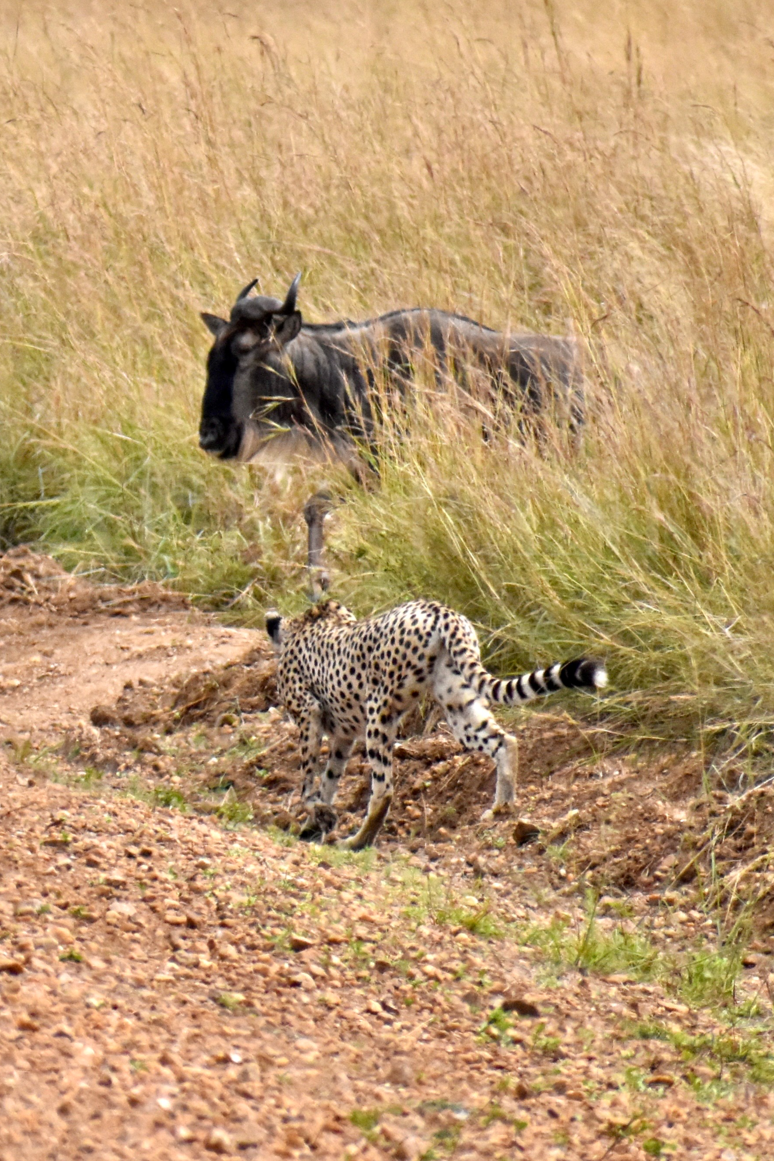 Laura%2BRankin%2BPhotography%2B-%2BMaasai%2BMara%252C%2BKenya%2B-%2BAugust%2B2018%2B-%2BBig%2BCats-6.png