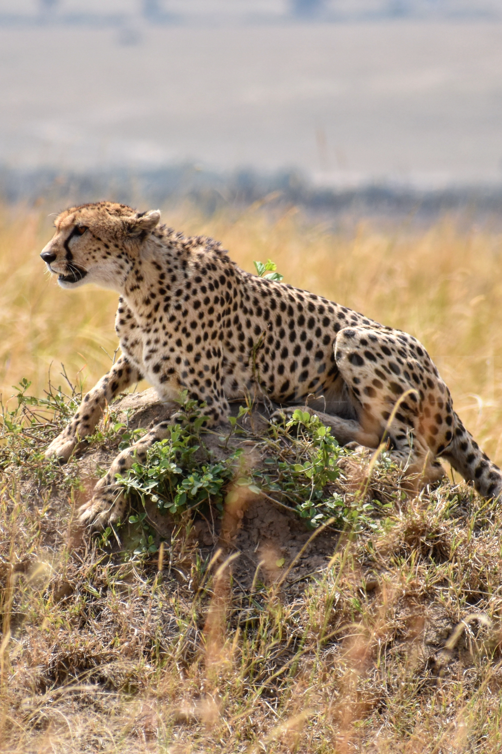Laura%2BRankin%2BPhotography%2B-%2BMaasai%2BMara%252C%2BKenya%2B-%2BAugust%2B2018%2B-%2BBig%2BCats-5.png