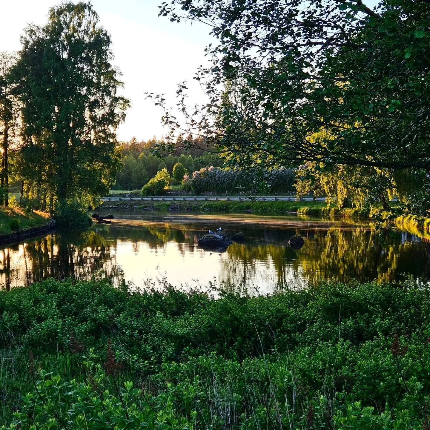 Kv&auml;llspromenaderna i T&aring;nneryd &auml;r magiska 🌅