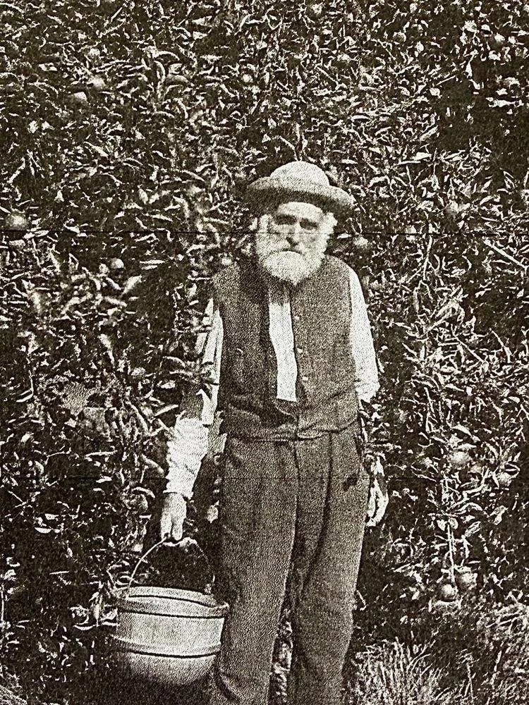 John Allen Jewett (1840–1916) standing in an orchard of apple-laden trees