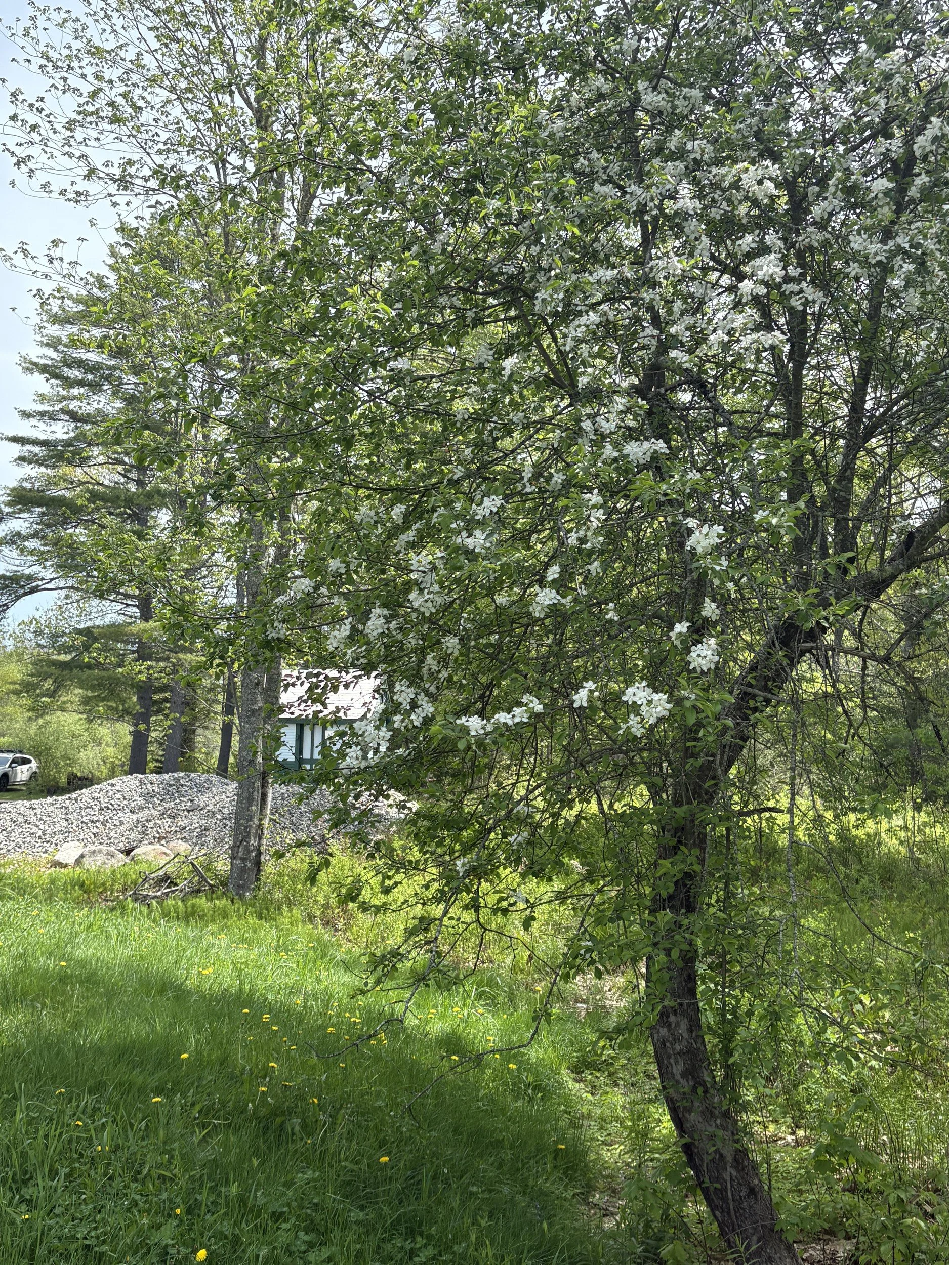 An apple tree along the railway right-of-way, with the Alna Center station behind