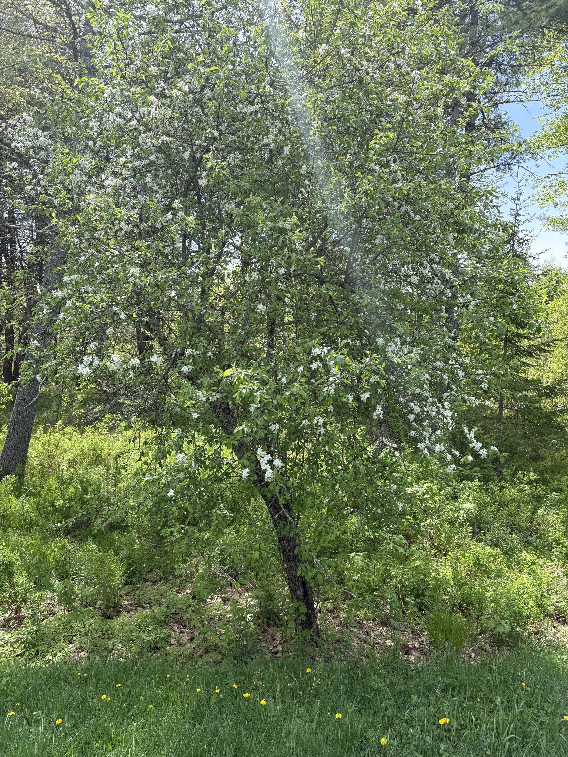 A closer study of the right-of-way apple tree near the Alna Center pavilion
