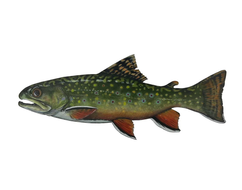 Sea-Run 'Salter' Brook Trout — Waquoit Bay Fish Company