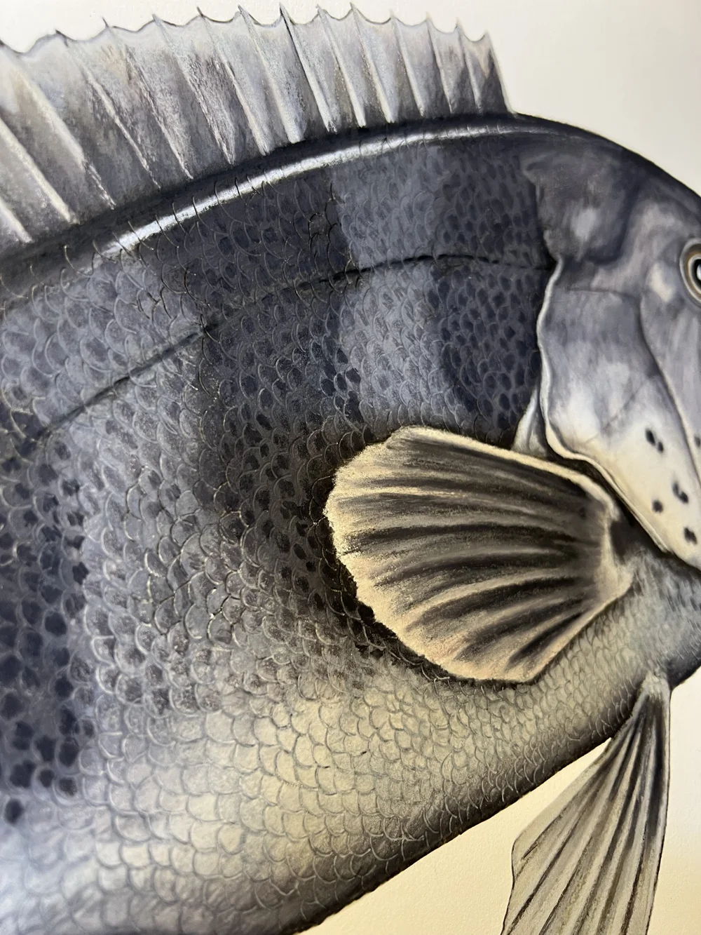 Tautog — Waquoit Bay Fish Company