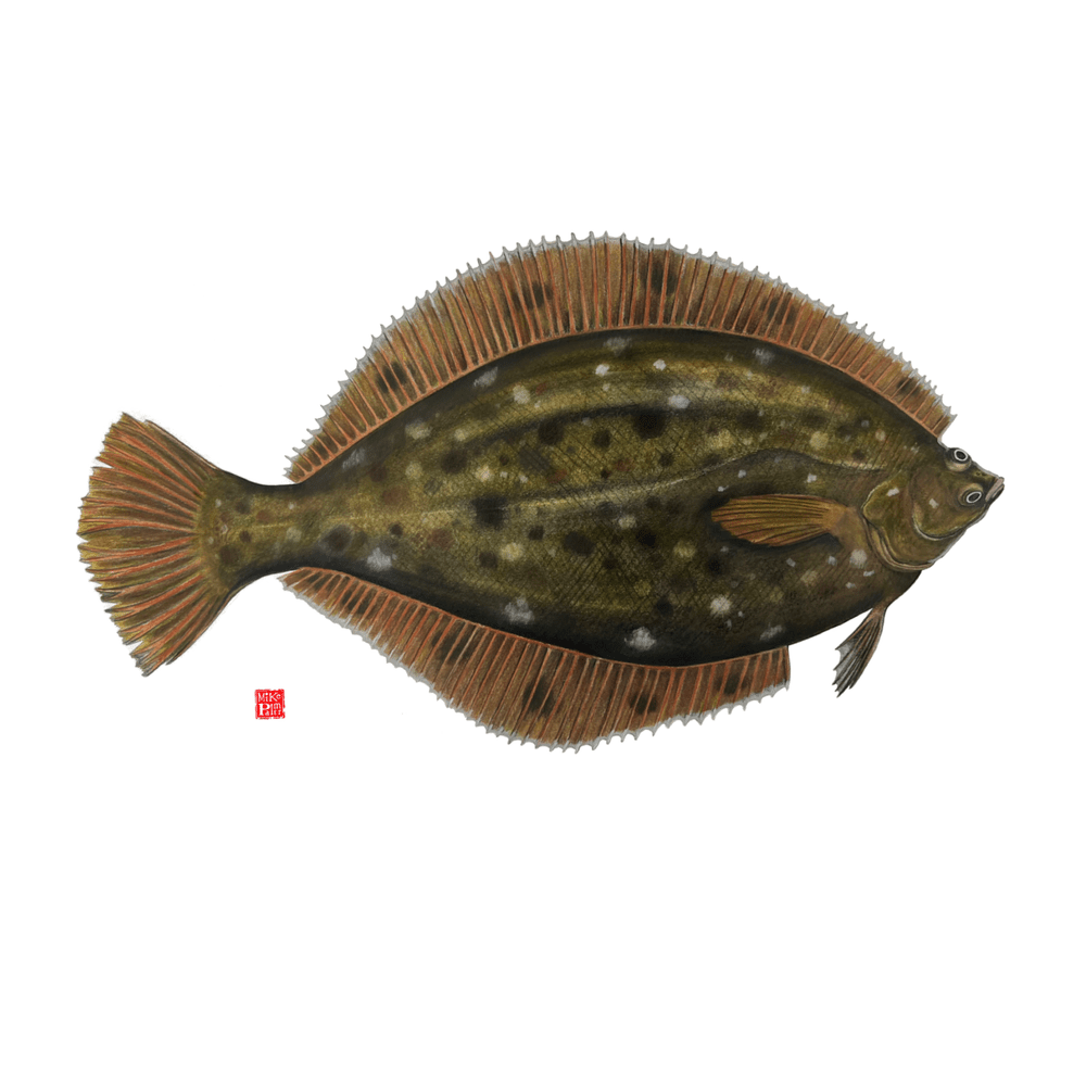 Winter Flounder — Waquoit Bay Fish Company