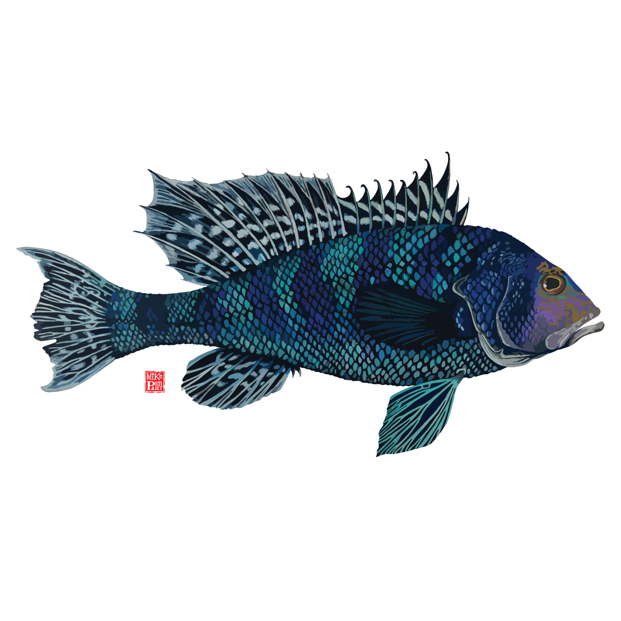 Black sea bass — Waquoit Bay Fish Company