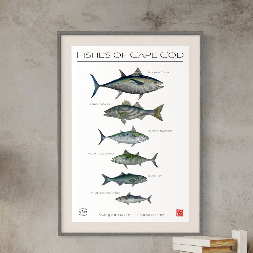Fishes of Cape Cod Poster — Waquoit Bay Fish Company