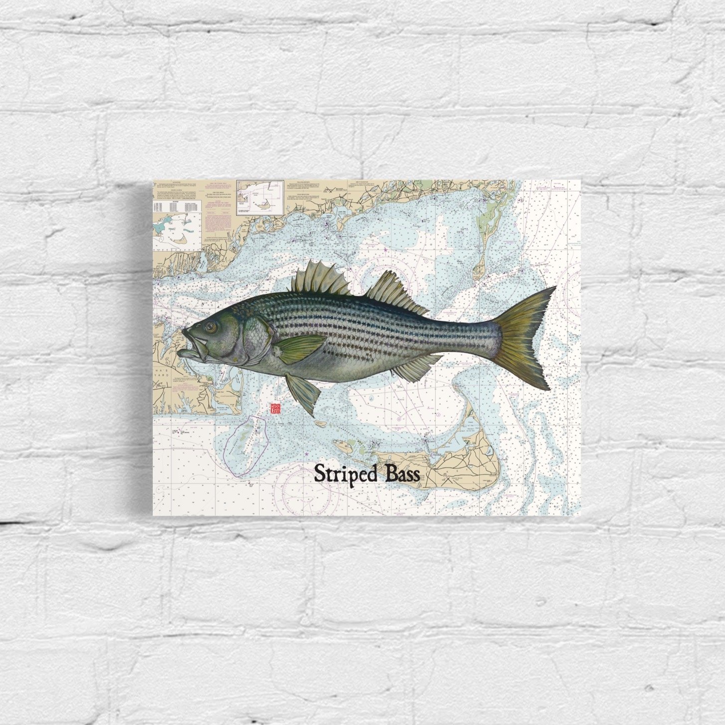 Striped Bass - Cape Cod Canal Poster — Waquoit Bay Fish Company