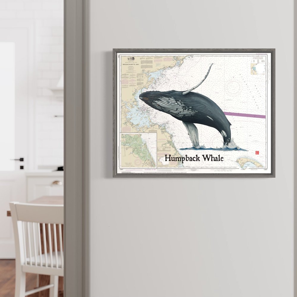 Humpback Whale - Massachusetts Bay Poster Print — Waquoit Bay Fish