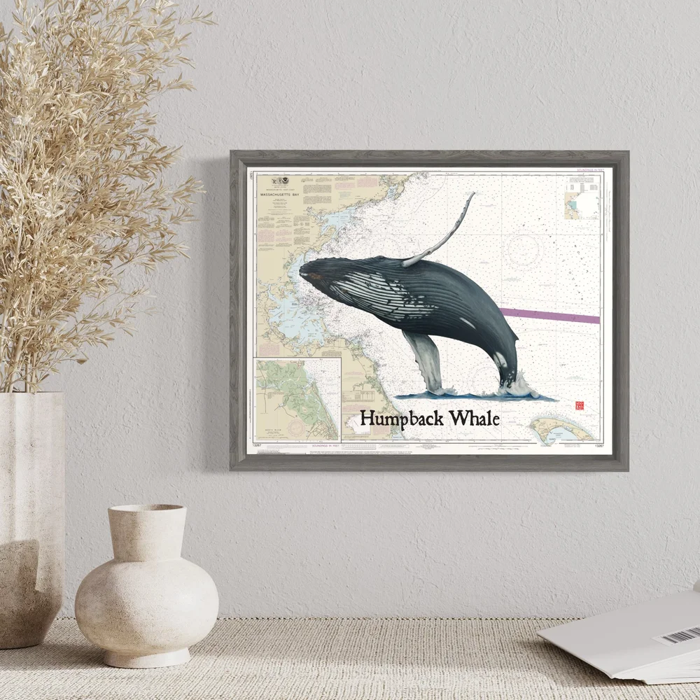 Humpback Whale - Massachusetts Bay Poster Print — Waquoit Bay Fish