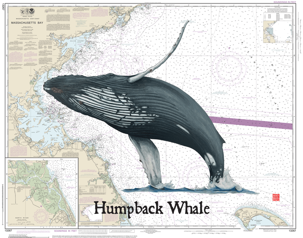 Humpback Whale - Massachusetts Bay Poster Print — Waquoit Bay Fish