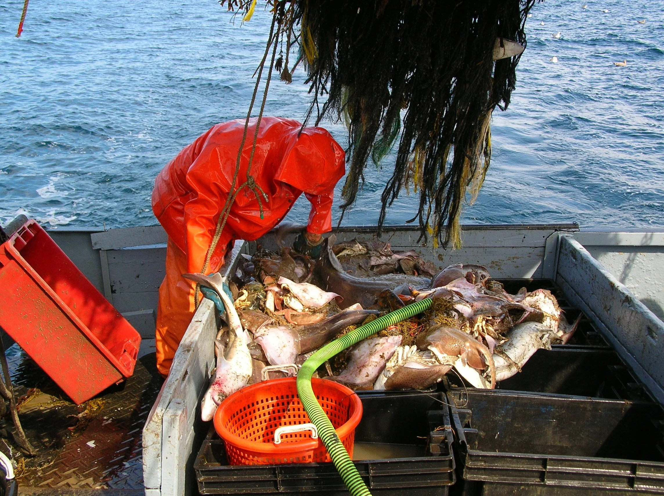 Fish, Numbers, and the Story in Between