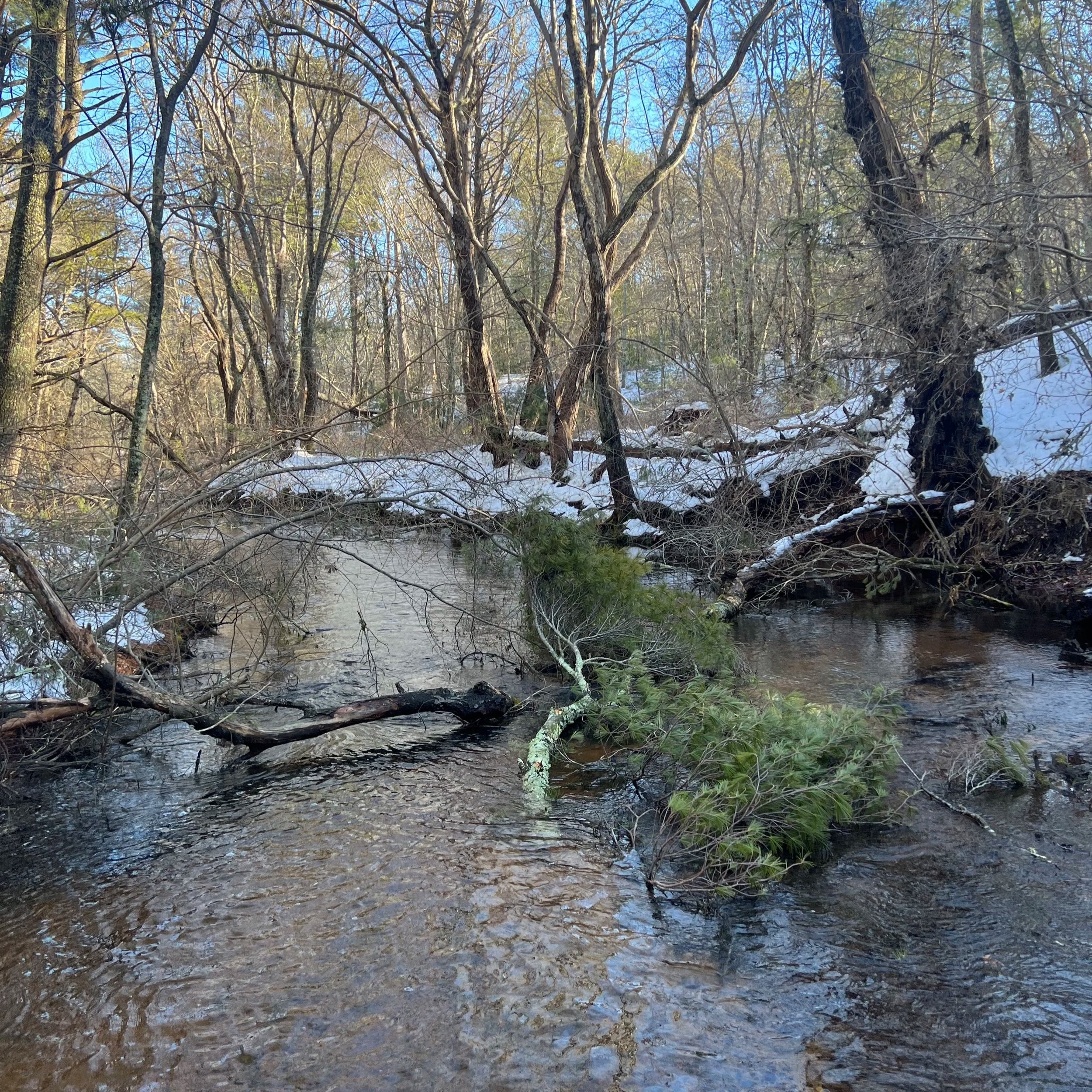 After the Storm, a River Rewilded