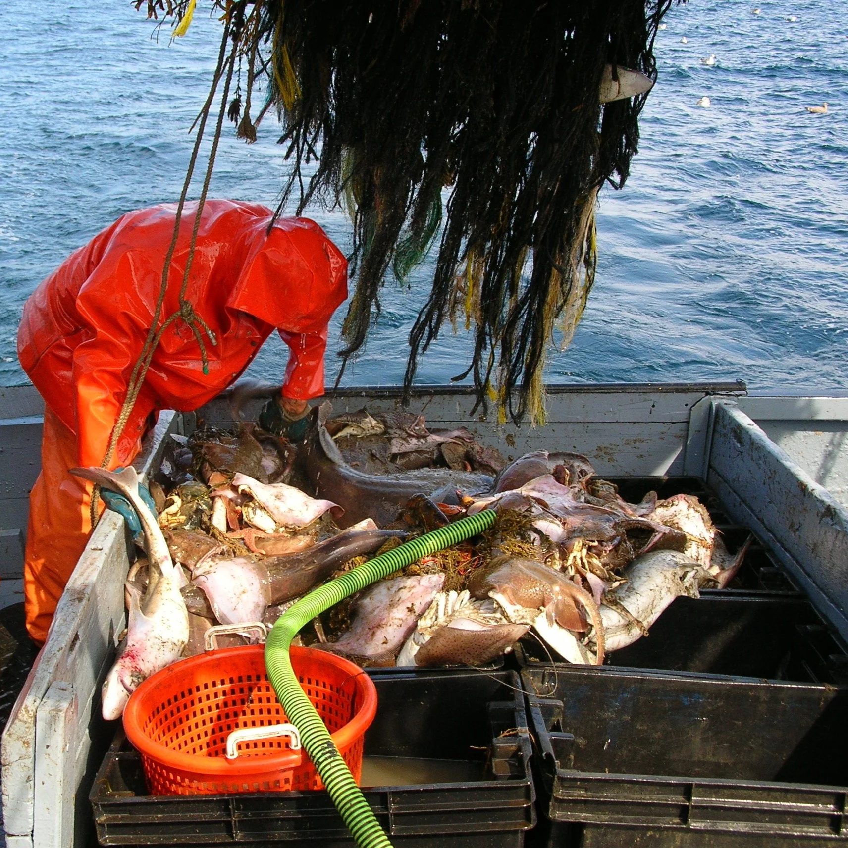 Fish, Numbers, and the Story in Between