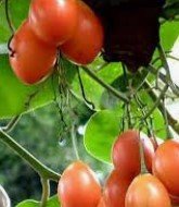 Ecuadorian Tree Tomato 2.jpg