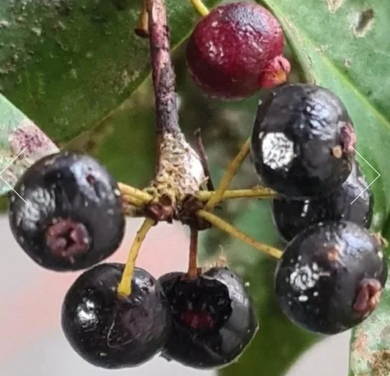 Eugenia Uvitas 2.jpg