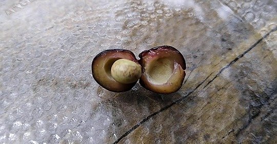 fruto safe-image.jpg