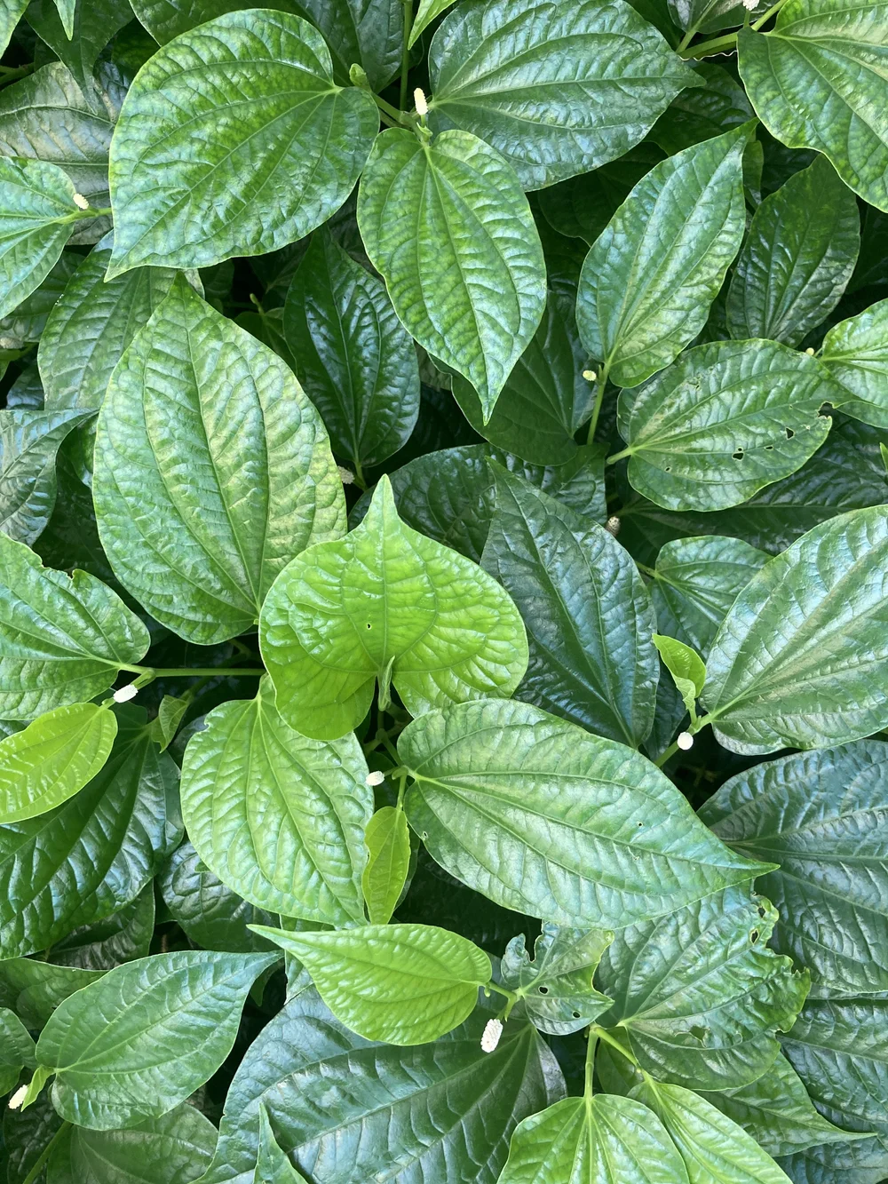 Betel leaf  CRISP