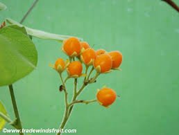dwarf tamarillo 2.jpeg