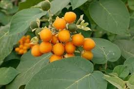 dwarf tamarillo.jpeg