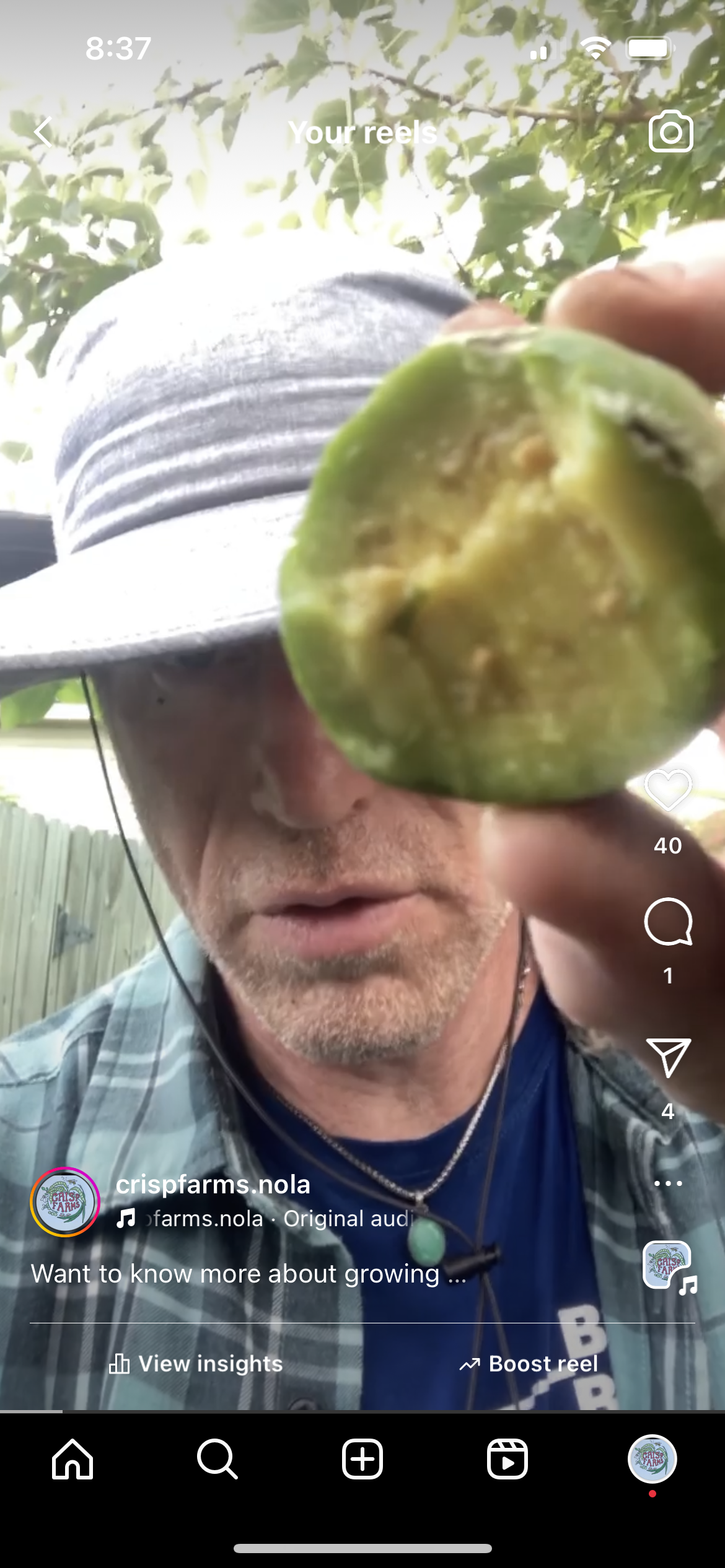 Urquhart Yellow Guava Tree