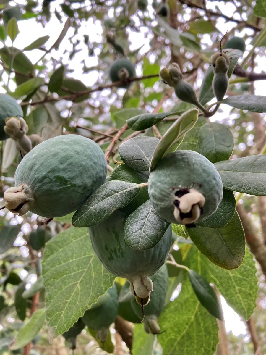 Brockzach Pineapple Guava Trees  CRISP