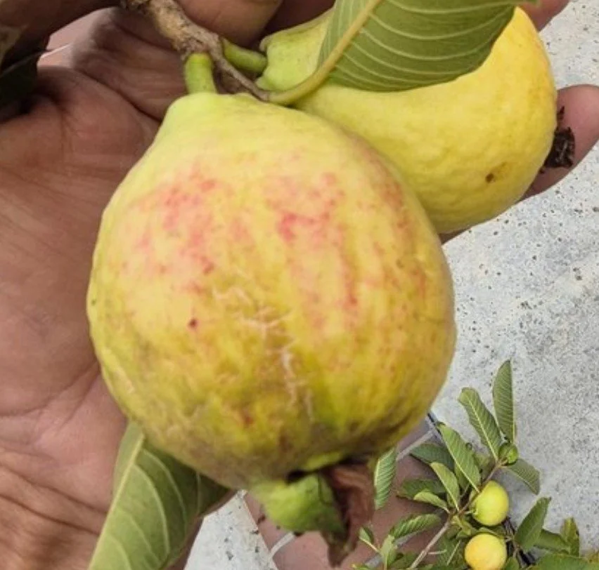 sylvia guava 3.jpg