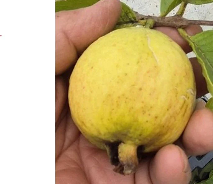 sylvia guava.jpg