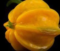 Pitangatuba (Eugenia Selloi)