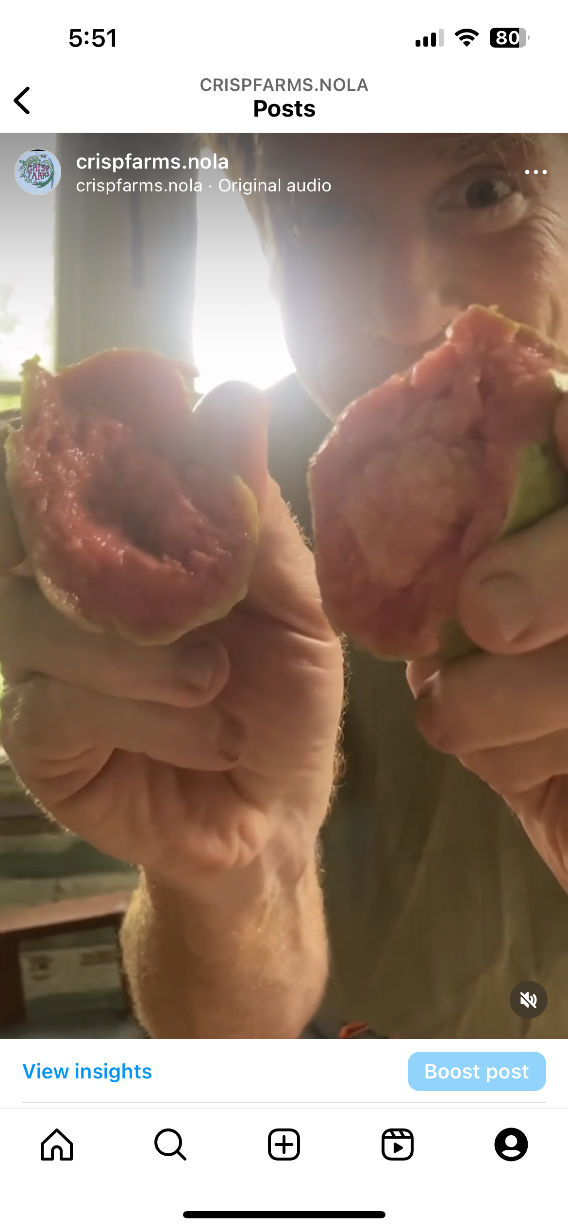 Castro Red Guava (Psidium guajava)