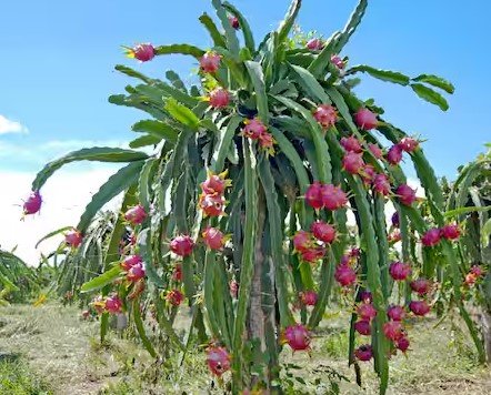 American Beauty Dragonfruit