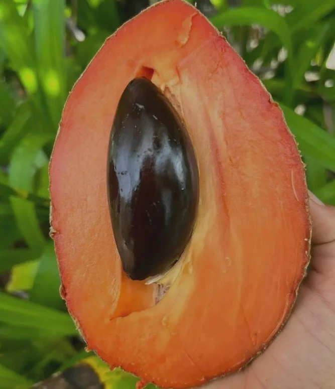 mamey sapote 2.jpg