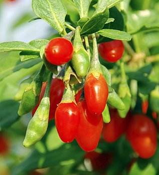 Hugelkultur Goji Berry