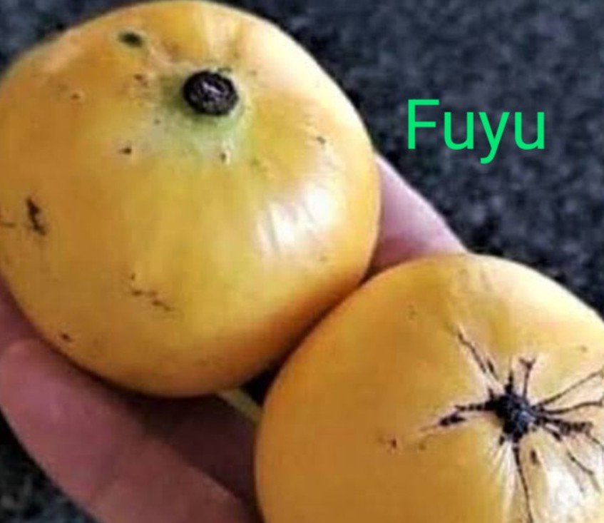 Luc's Garcinia (Fuyu 2).jpg
