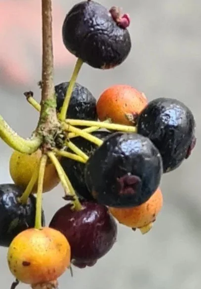 Eugenia Uvitas 3.jpg