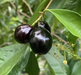 Rainforest Plum.jpg