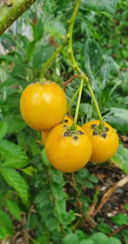 Guava Tamarillo 2.jpg
