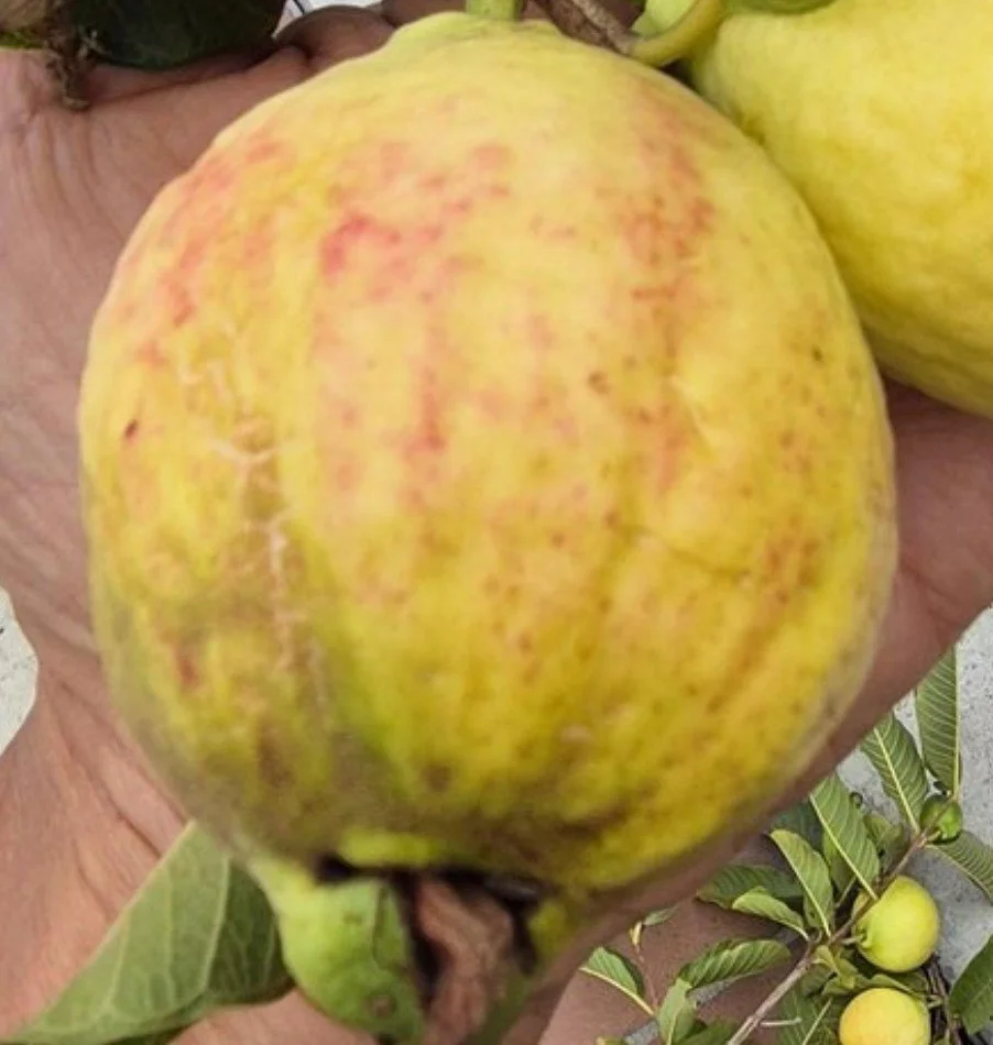 sylvia guava 2.jpg