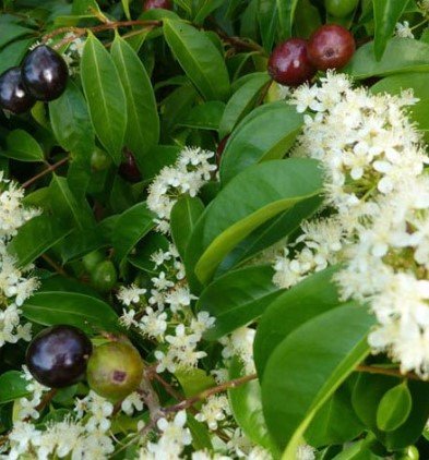 Rainforest Plum 2.jpg