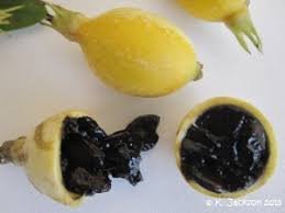 Blackberry jam fruit.jpeg