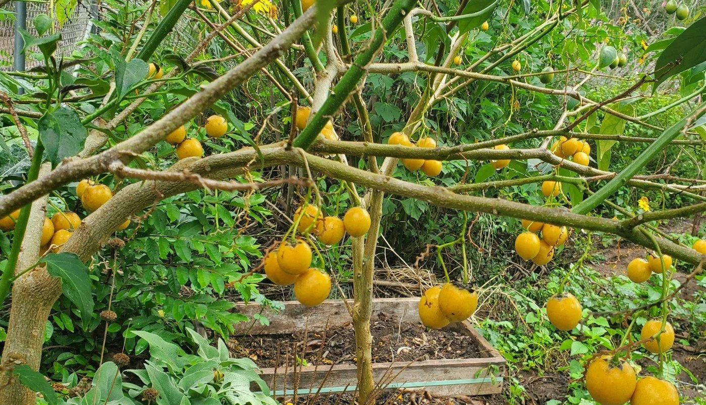 Guava Tamarillo (Solanum diploconos)  CRISP