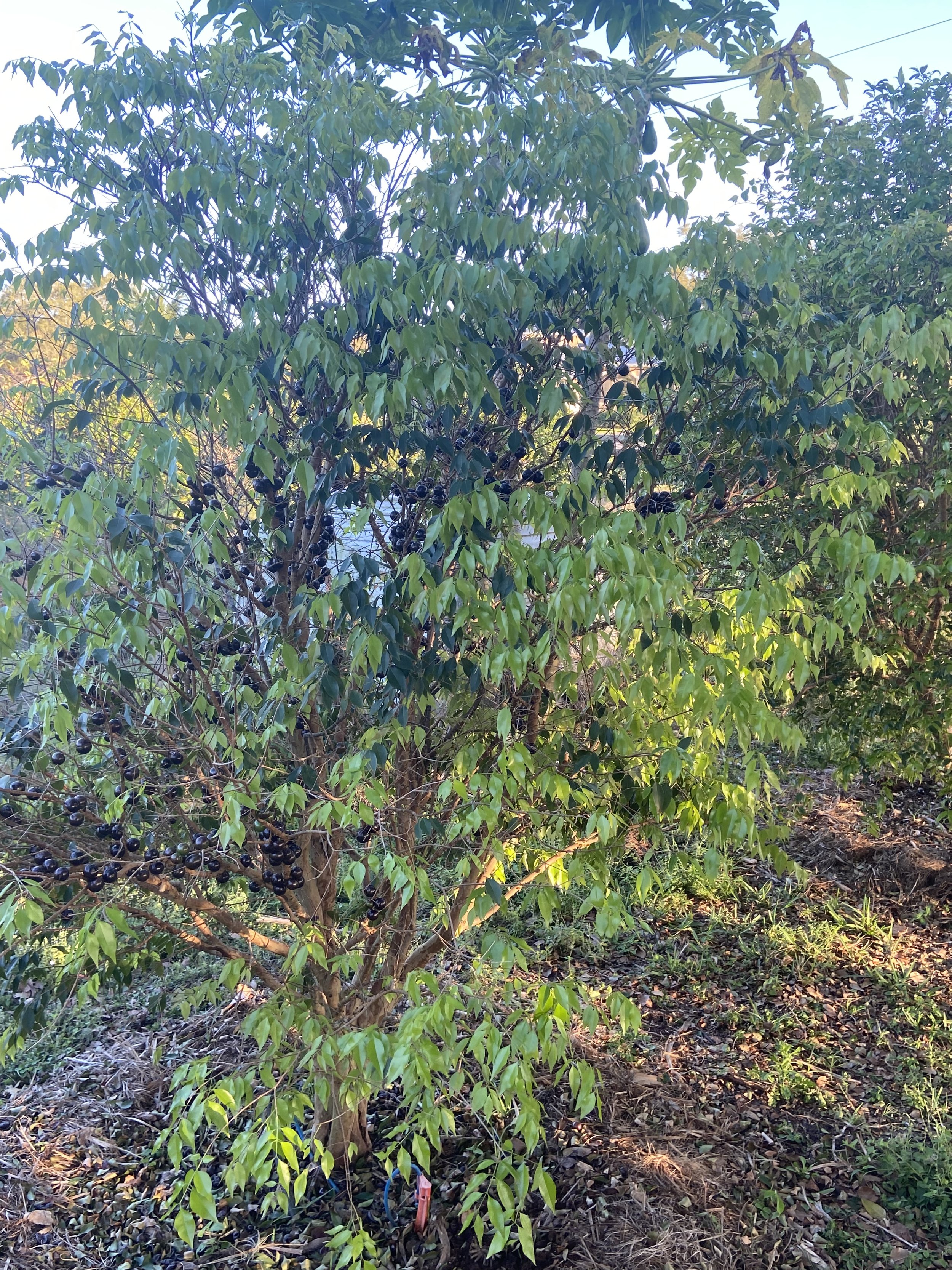 IMG_0715.jpg