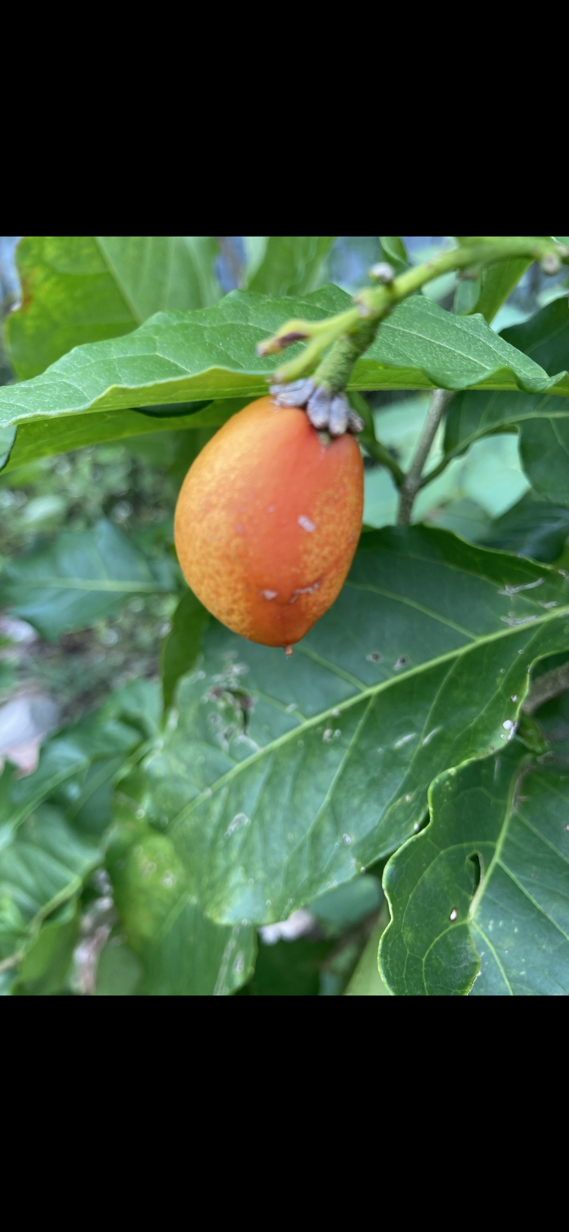 Banjo's Peanut Butter Fruit Tree (Bunchosia argentea)