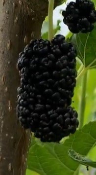 Thai Dwarf Mulberry