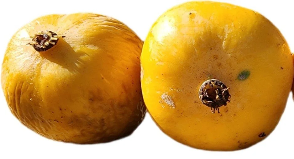Luc's Garcinia (Fuyu).jpg