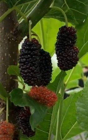 Thai Dwarf Mulberry.jpg
